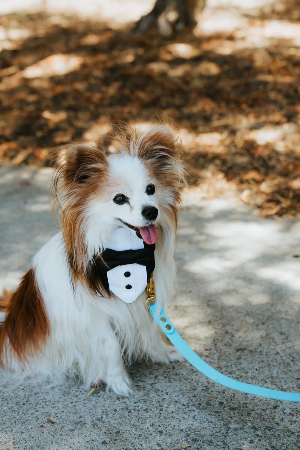 A white dog wearing a bow tie.