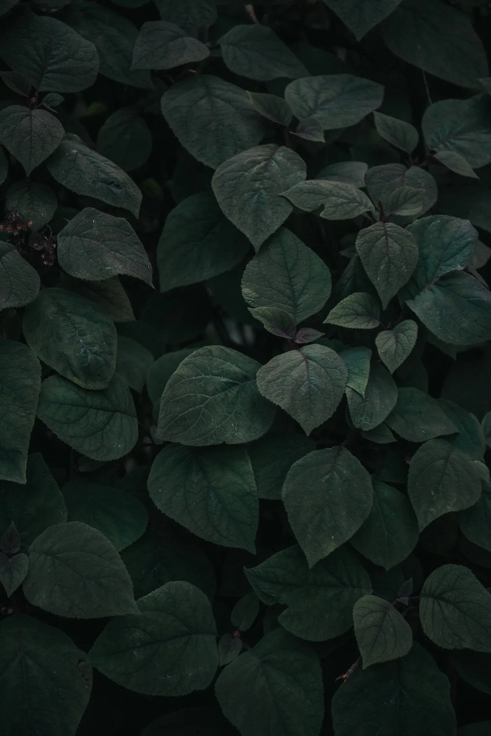 Overlapping green leaves in the website image collection.